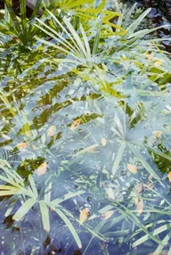 Nature & Botanicals photo 0802