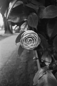Street & Shadow photo 0067
