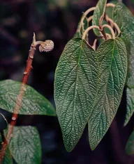 Nature & Botanicals photo 0013