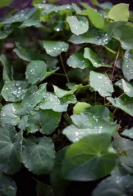 Nature & Botanicals photo 0001