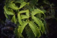 Nature & Botanicals photo 0231