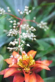 Nature & Botanicals photo 0147