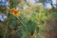 Nature & Botanicals photo 0215