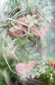 Nature & Botanicals photo 0154